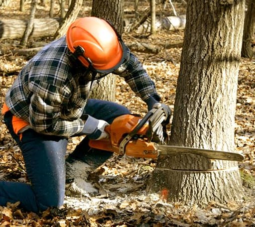 Tree Removal in Orange, CT